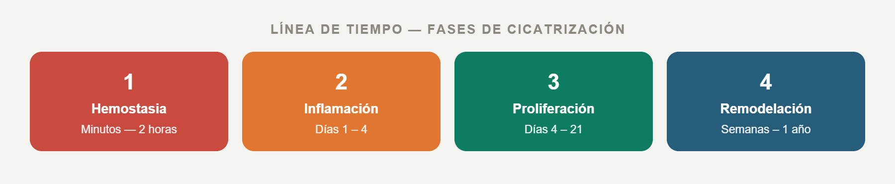 Línea de tiempo de las fases de cicatrización: hemostasia, inflamación, proliferación y remodelación